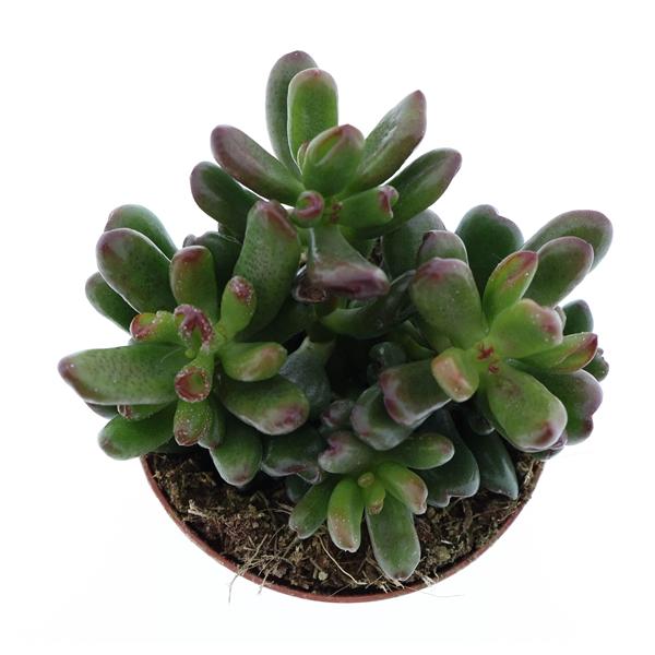 Горшечные цветы и растения оптом Crassula Oasis от 12шт (для телеги) из Голландии с доставкой по России