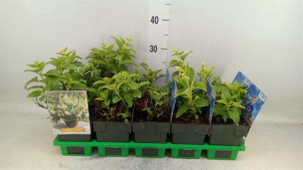 Горшечные цветы и растения оптом Phygelius Capensis от 10шт из Голландии с доставкой по России