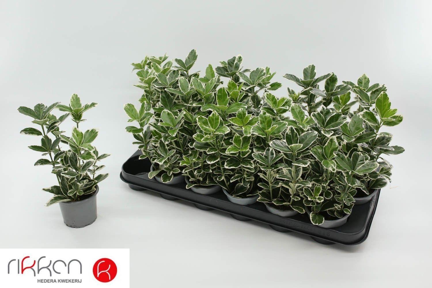 Горшечные цветы и растения оптом Euonymus Jap Kathy от 18шт (для телеги) из Голландии с доставкой по России