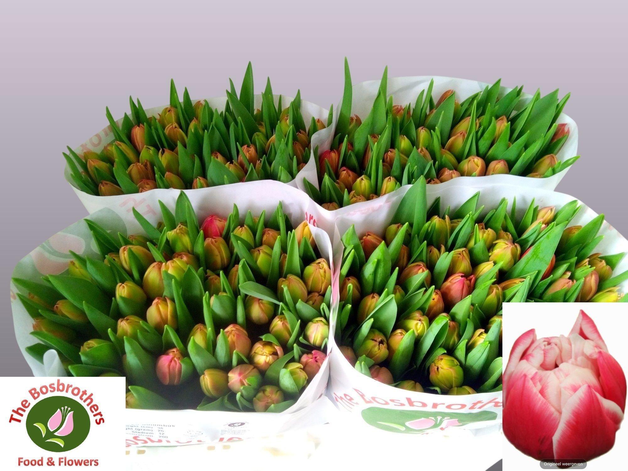 Срезанные цветы оптом Tulipa do columbus от 200шт из Голландии с доставкой по России