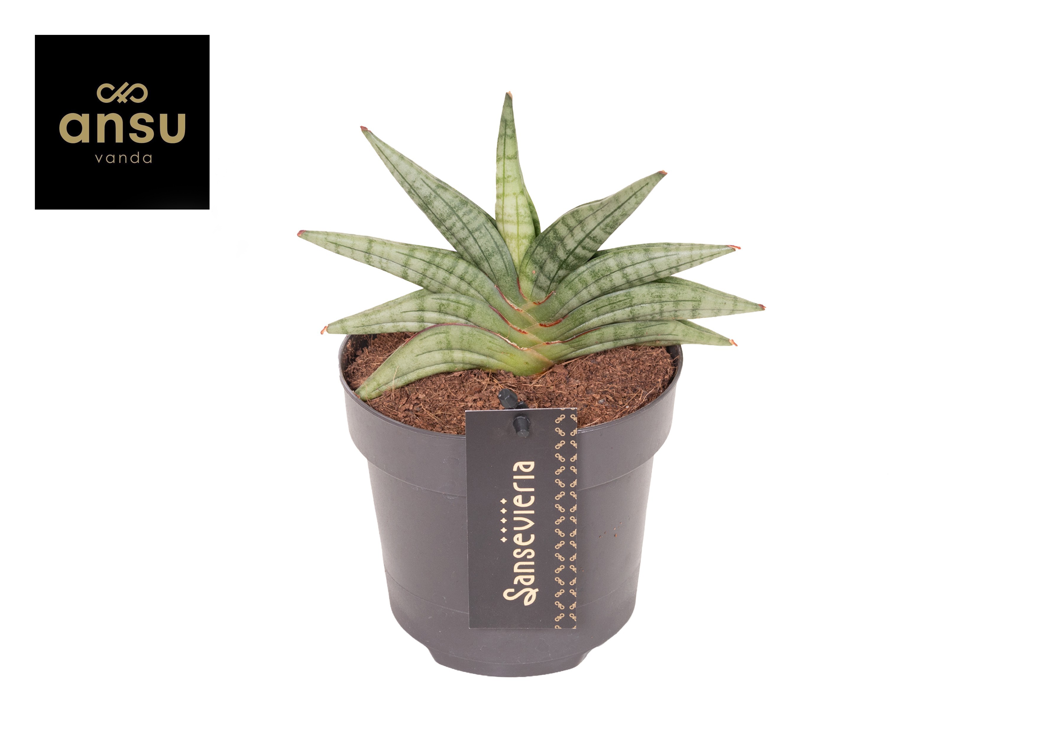 Горшечные цветы и растения оптом Sansevieria Inti Mini No. 1 от 6шт из Голландии с доставкой по России