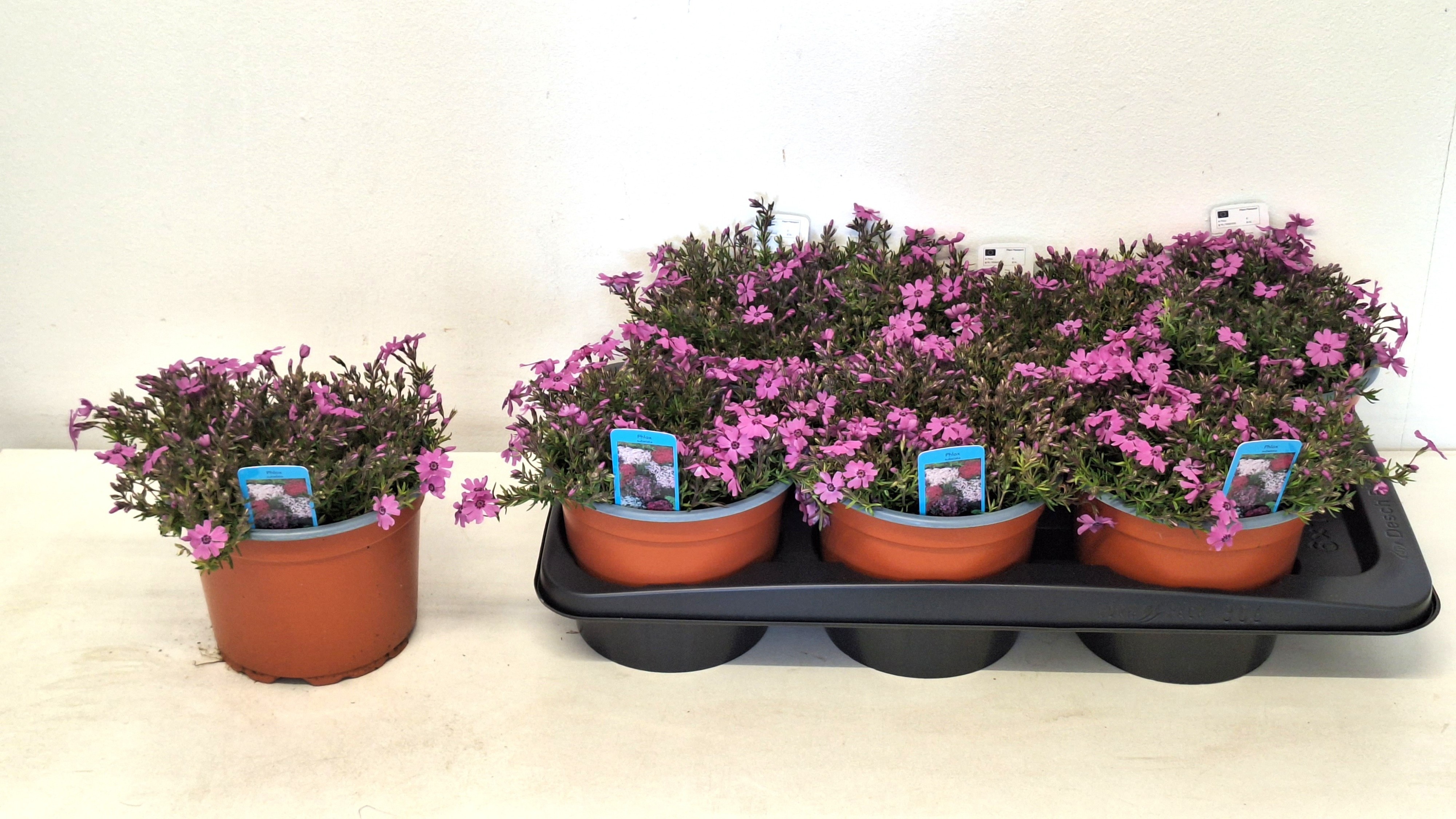 Горшечные цветы и растения оптом Phlox S Fab D Ros Ey от 6шт из Голландии с доставкой по России