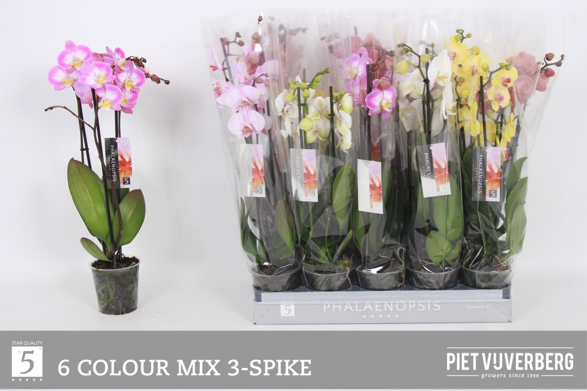 Горшечные цветы и растения оптом Phal Gem 6 Kl от 10шт из Голландии с доставкой по России