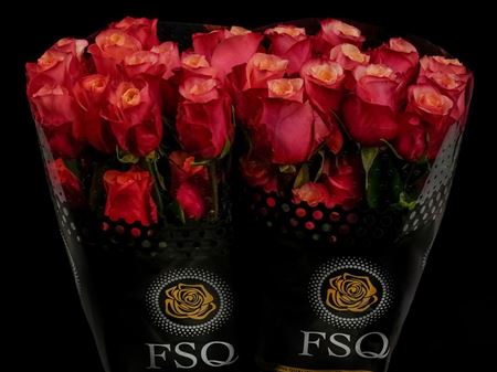 Срезанные цветы оптом Rosa ec bogart от 50шт из Голландии с доставкой по России