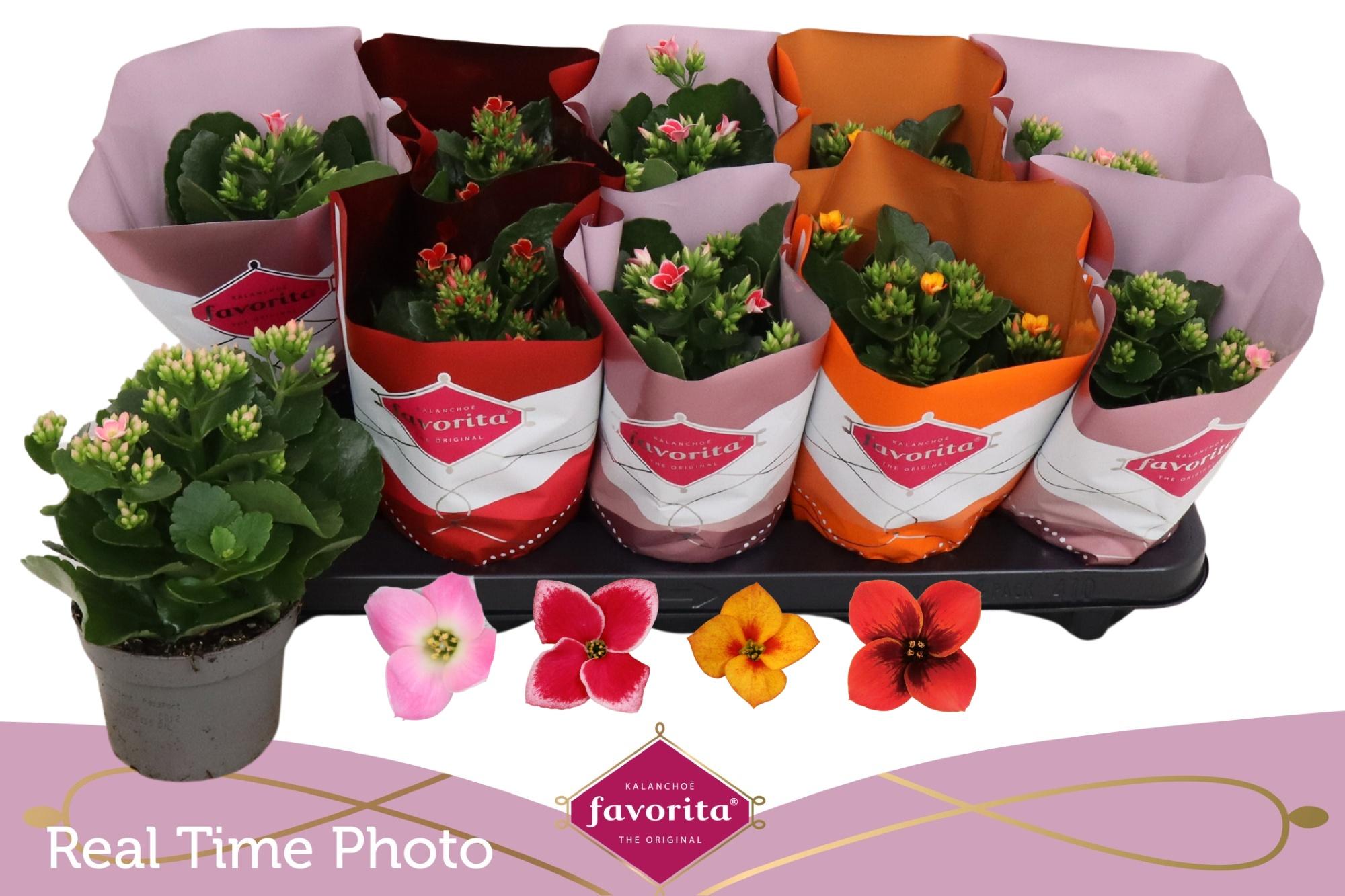 Горшечные цветы и растения оптом Kal En Gem 4 Kl от 10шт из Голландии с доставкой по России