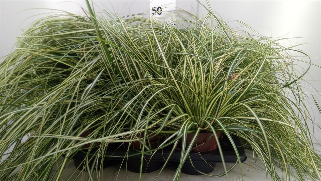 Горшечные цветы и растения оптом Carex Hachijoensis evergold от 6шт из Голландии с доставкой по России