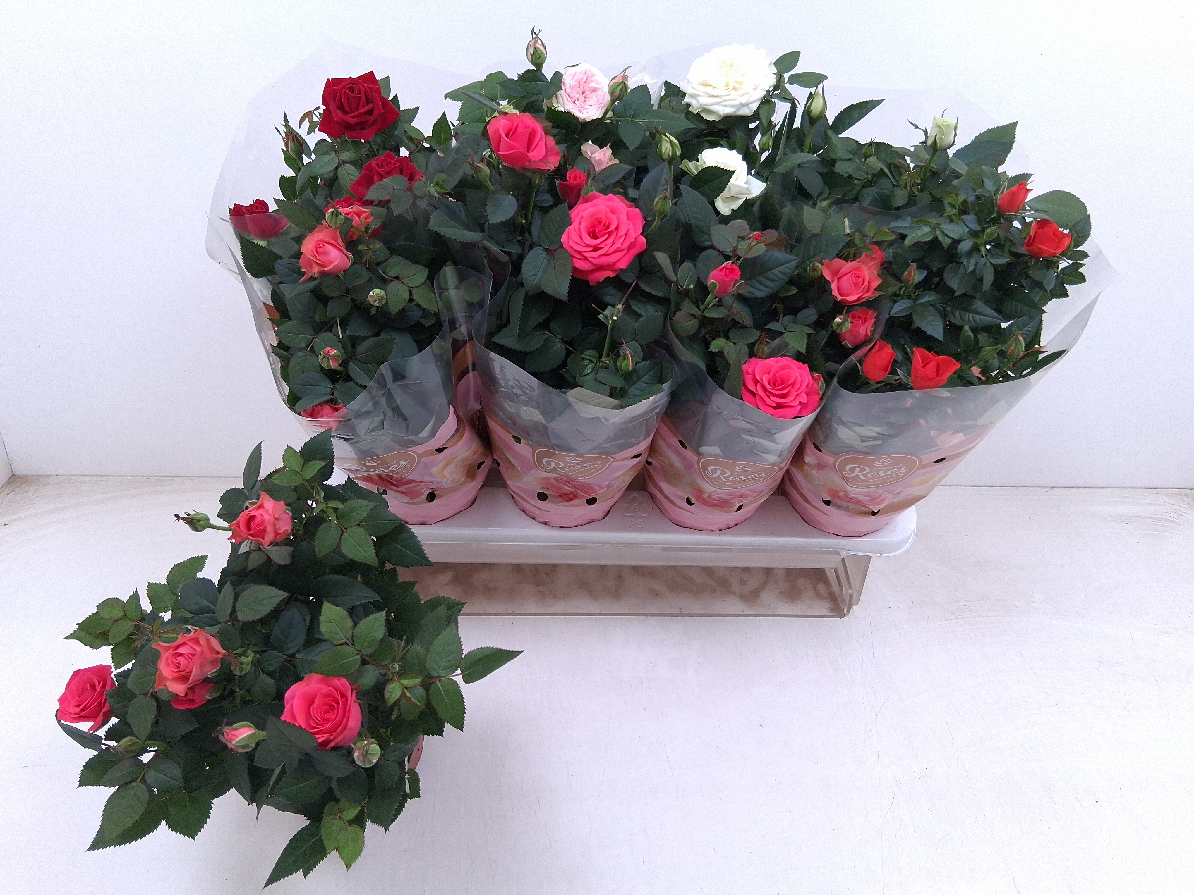 Горшечные цветы и растения оптом Ro Fav Ro Gem 5 Srt от 8шт из Голландии с доставкой по России