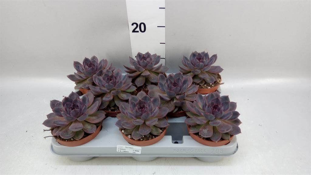 Горшечные цветы и растения оптом Echeveria ... A от 8шт из Голландии с доставкой по России