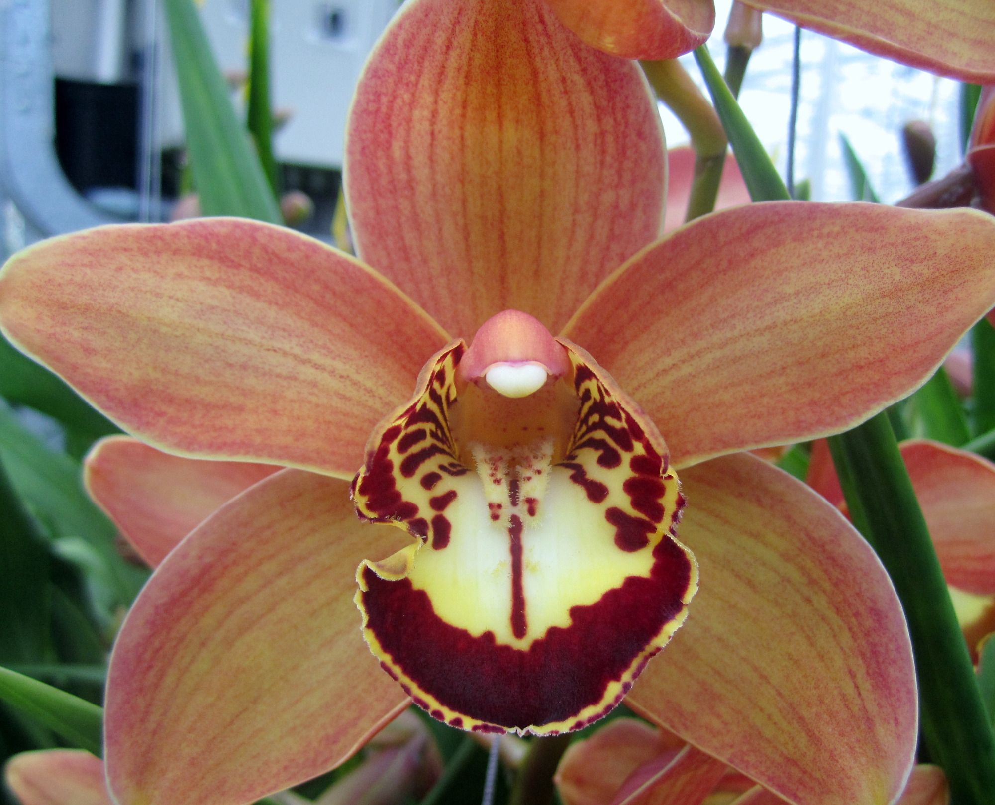 Срезанные цветы оптом Cymbidium brown charly brown от 10шт из Голландии с доставкой по России