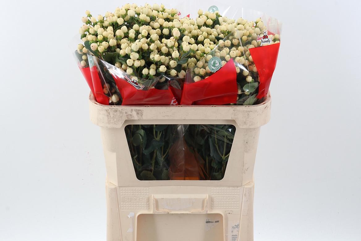 Срезанные цветы оптом Hypericum cool romance от 50шт из Голландии с доставкой по России