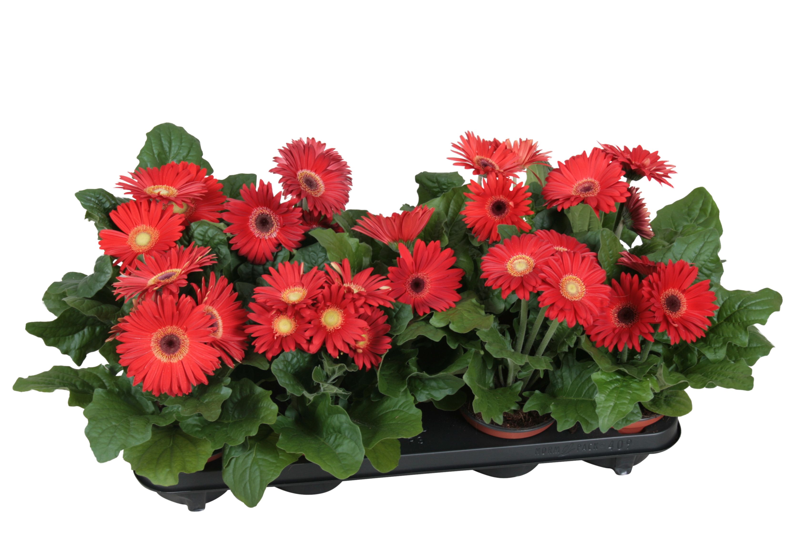 Горшечные цветы и растения оптом Gerbera Excellent Red 2+ от 10шт (для телеги) из Голландии с доставкой по России