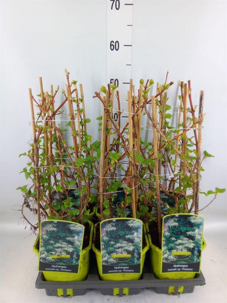 Горшечные цветы и растения оптом Hydrangea Mac. от 6шт из Голландии с доставкой по России