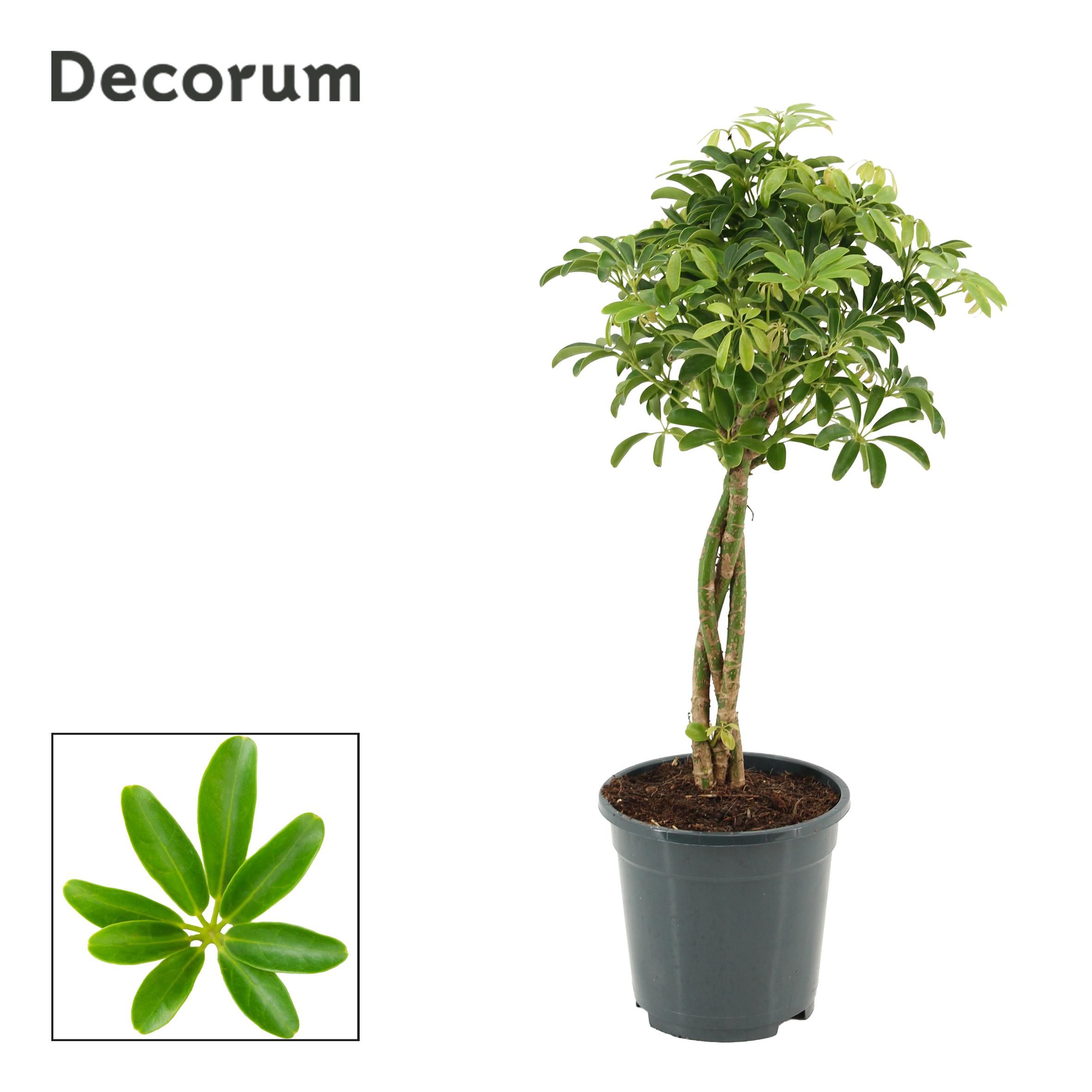 Горшечные цветы и растения оптом Schefflera Arboricola Luseana Op Stam 17 Cm (decor от 6шт из Голландии с доставкой по России