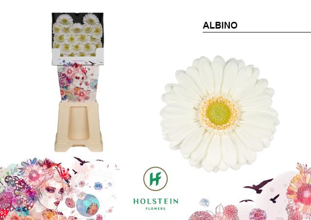 Срезанные цветы оптом Germini diamond albino от 80шт. из Голландии с доставкой по России