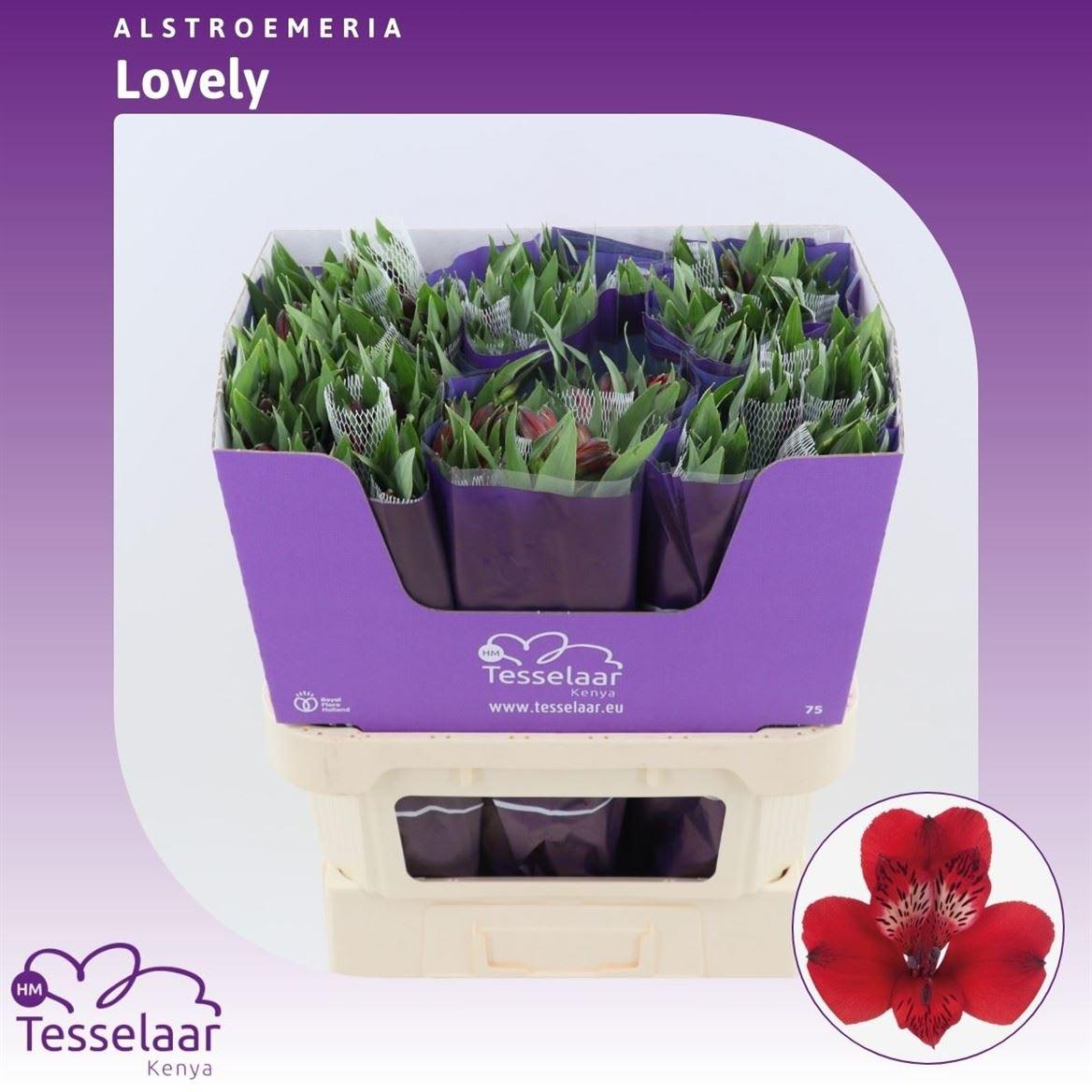 Срезанные цветы оптом Alstroemeria lovely от 180шт из Голландии с доставкой по России