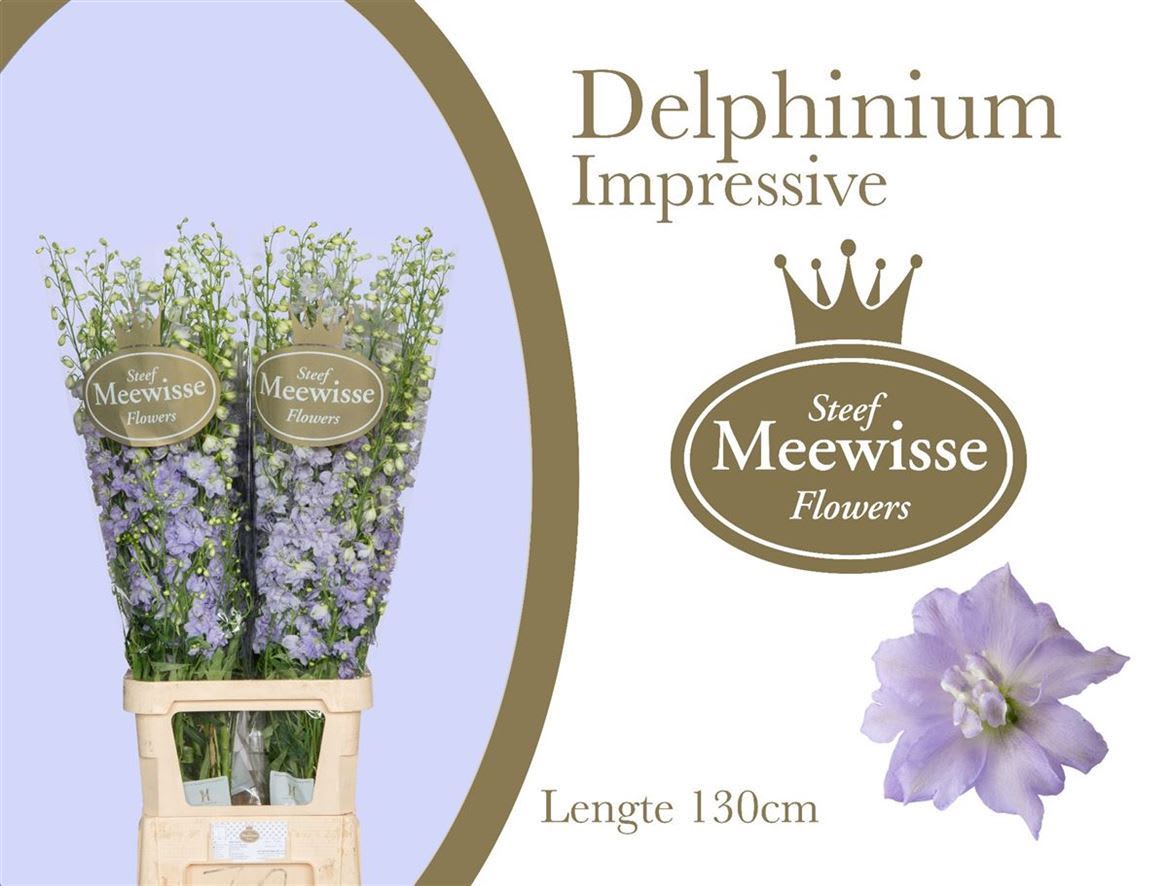 Срезанные цветы оптом Delphinium el du dewi impressive от 30шт из Голландии с доставкой по России