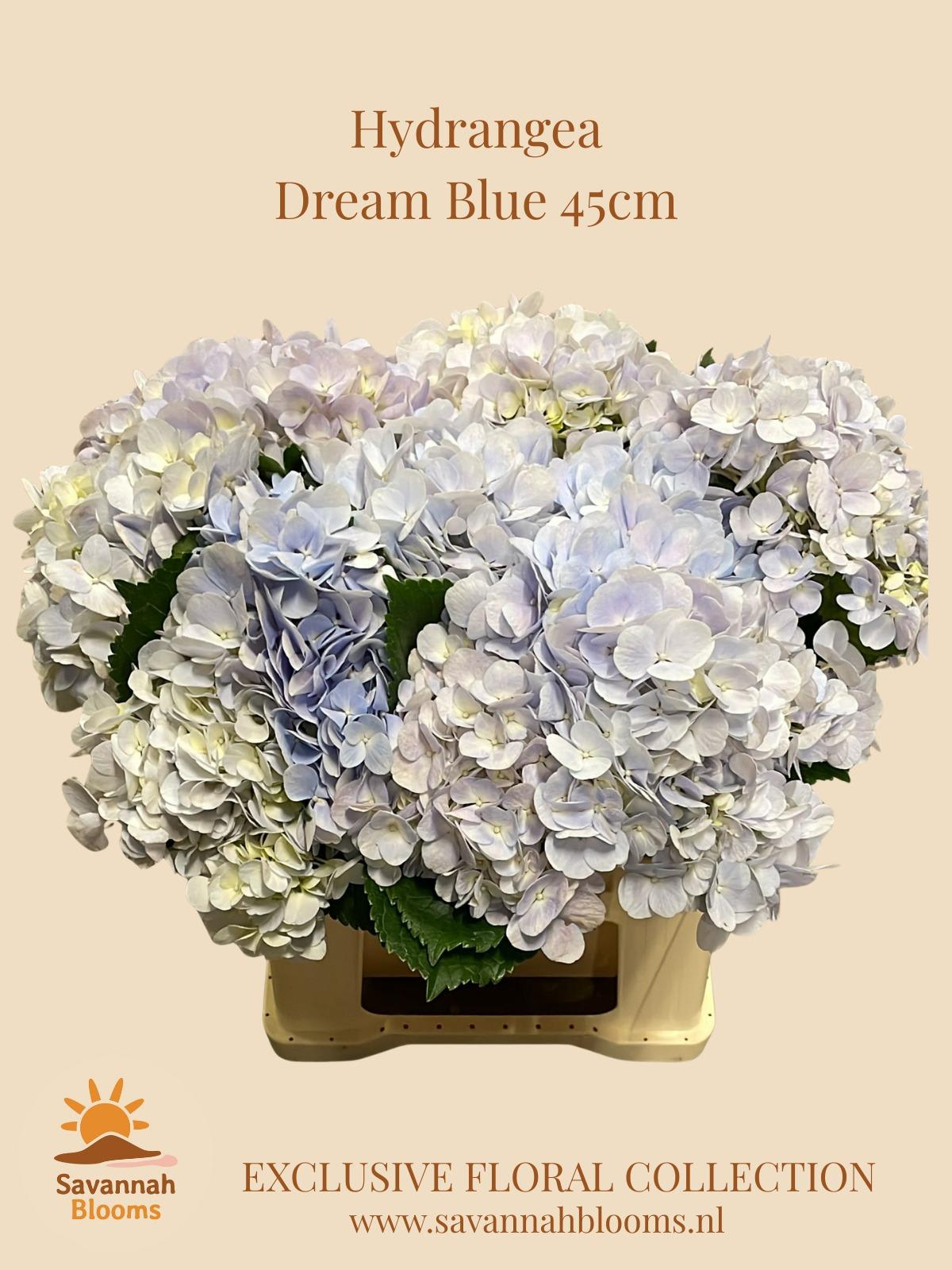 Срезанные цветы оптом Hydrangea dream blue от 10шт из Голландии с доставкой по России