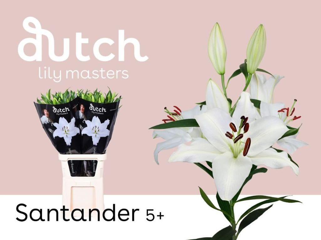 Срезанные цветы оптом Lilium or santander от 30шт. из Голландии с доставкой по России