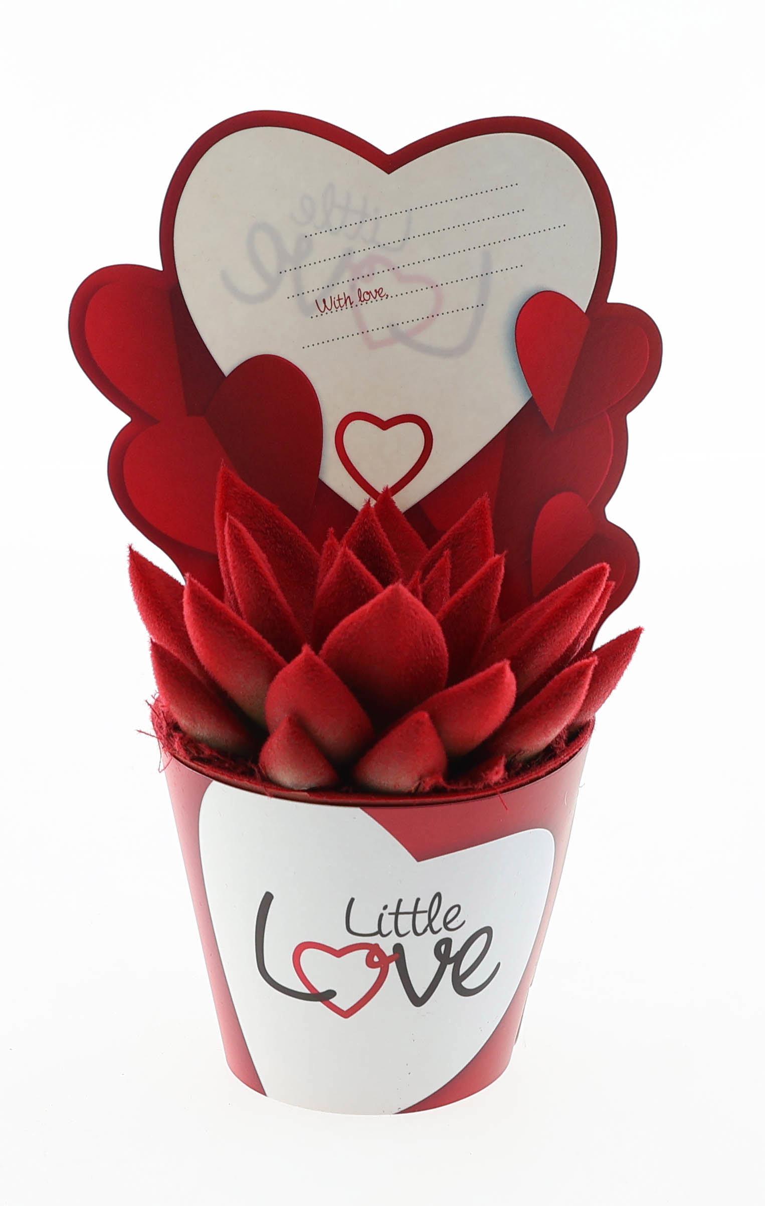 Горшечные цветы и растения оптом Echeveria Potcover Little Love Velvet Red от 12шт (для телеги) из Голландии с доставкой по России