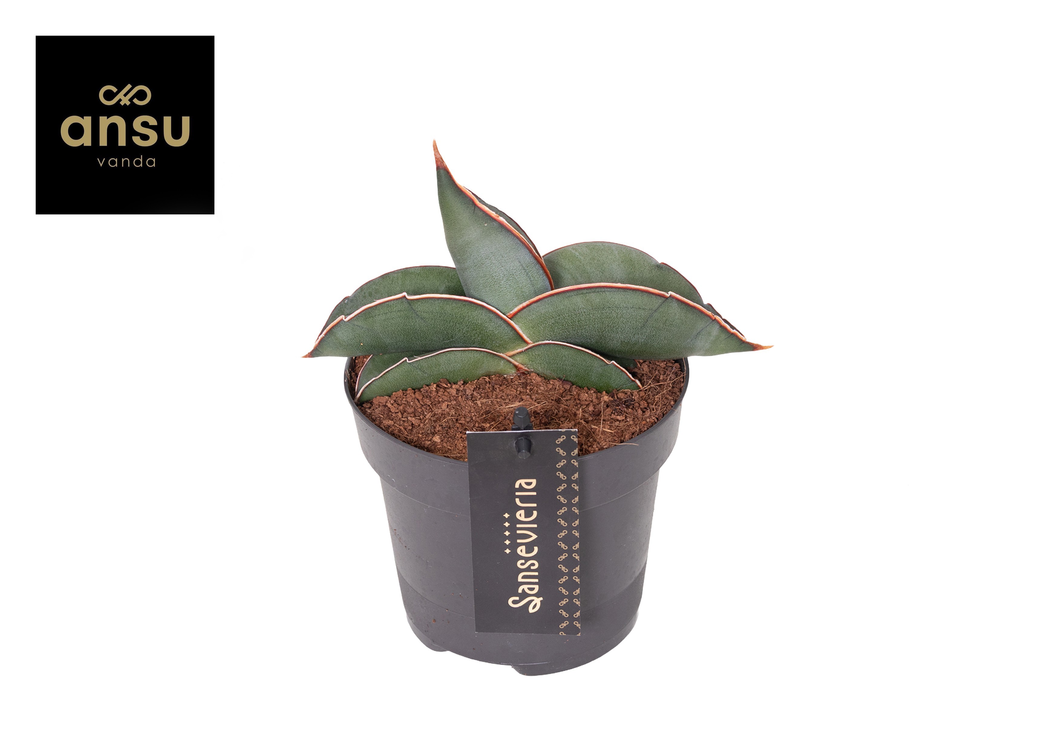 Горшечные цветы и растения оптом Sansevieria Silver Sweet от 10шт из Голландии с доставкой по России