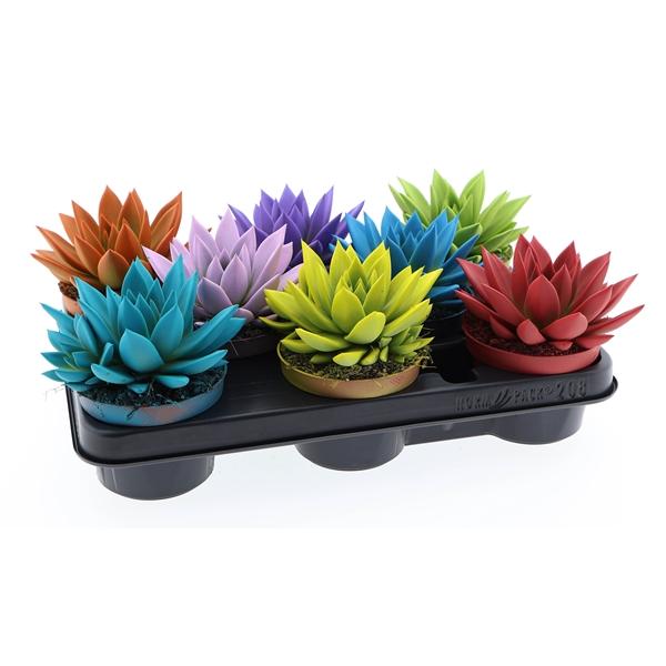 Горшечные цветы и растения оптом Echeveria Rainbow Mix от 8шт из Голландии с доставкой по России