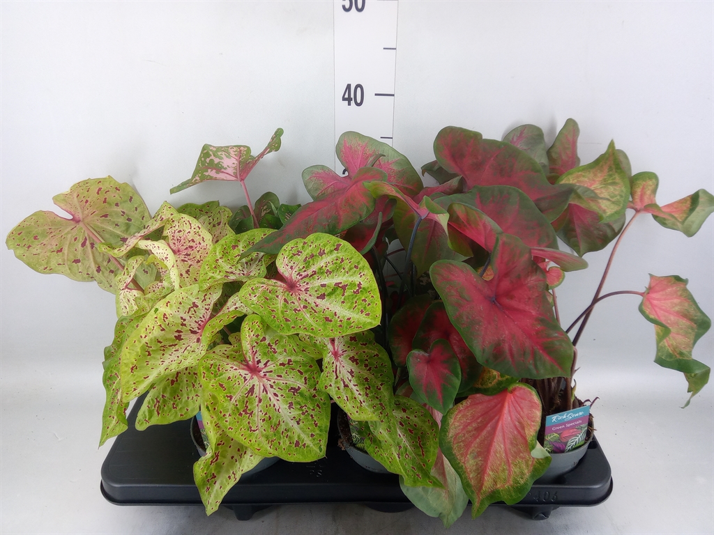 Горшечные цветы и растения оптом Caladium   ...mix от 6шт из Голландии с доставкой по России