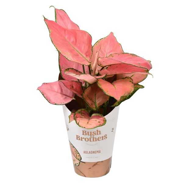 Горшечные цветы и растения оптом Aglaonema Pink Star от 6шт из Голландии с доставкой по России