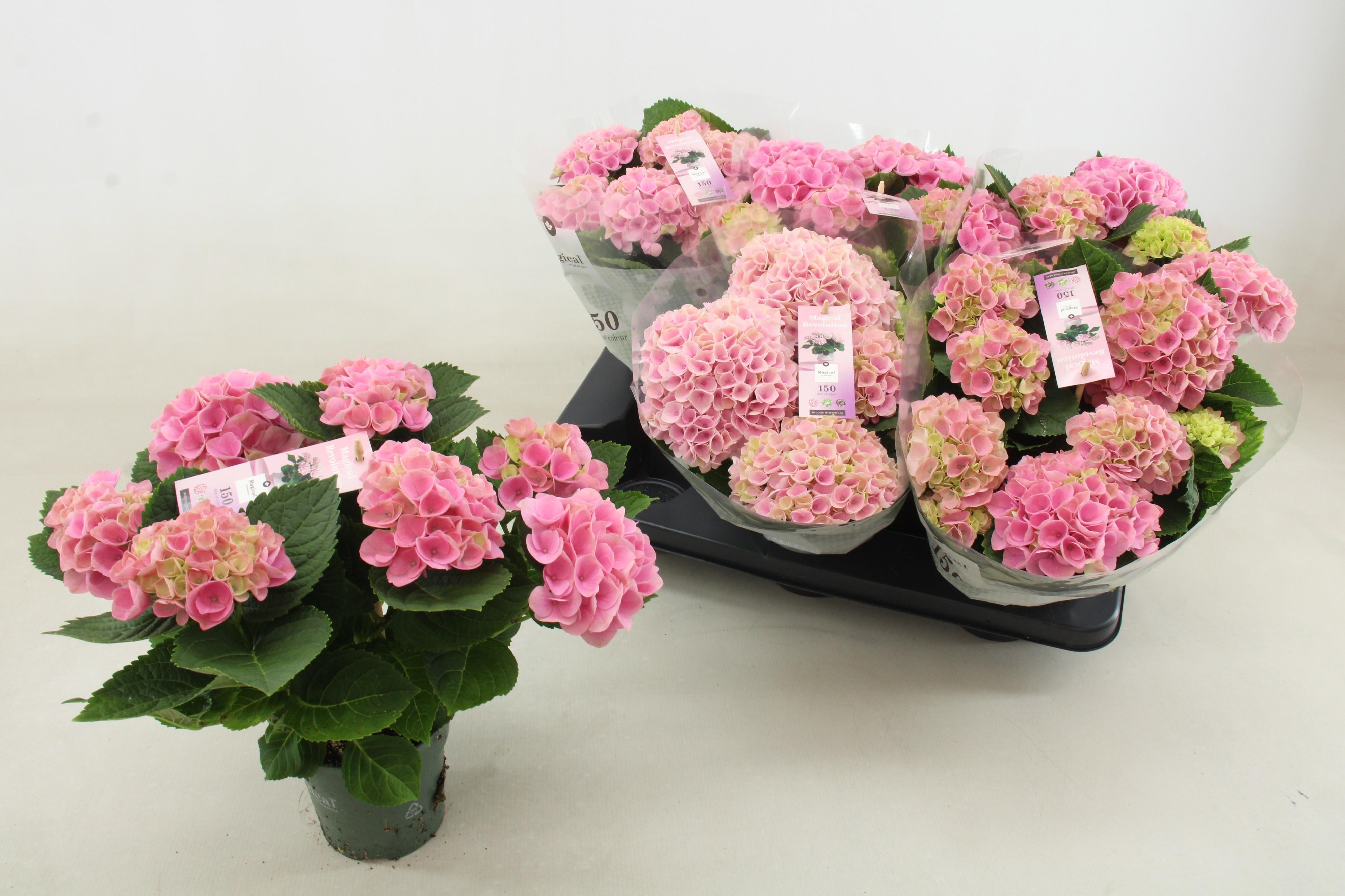 Горшечные цветы и растения оптом Hydr M Mag Revolutio от 6шт из Голландии с доставкой по России