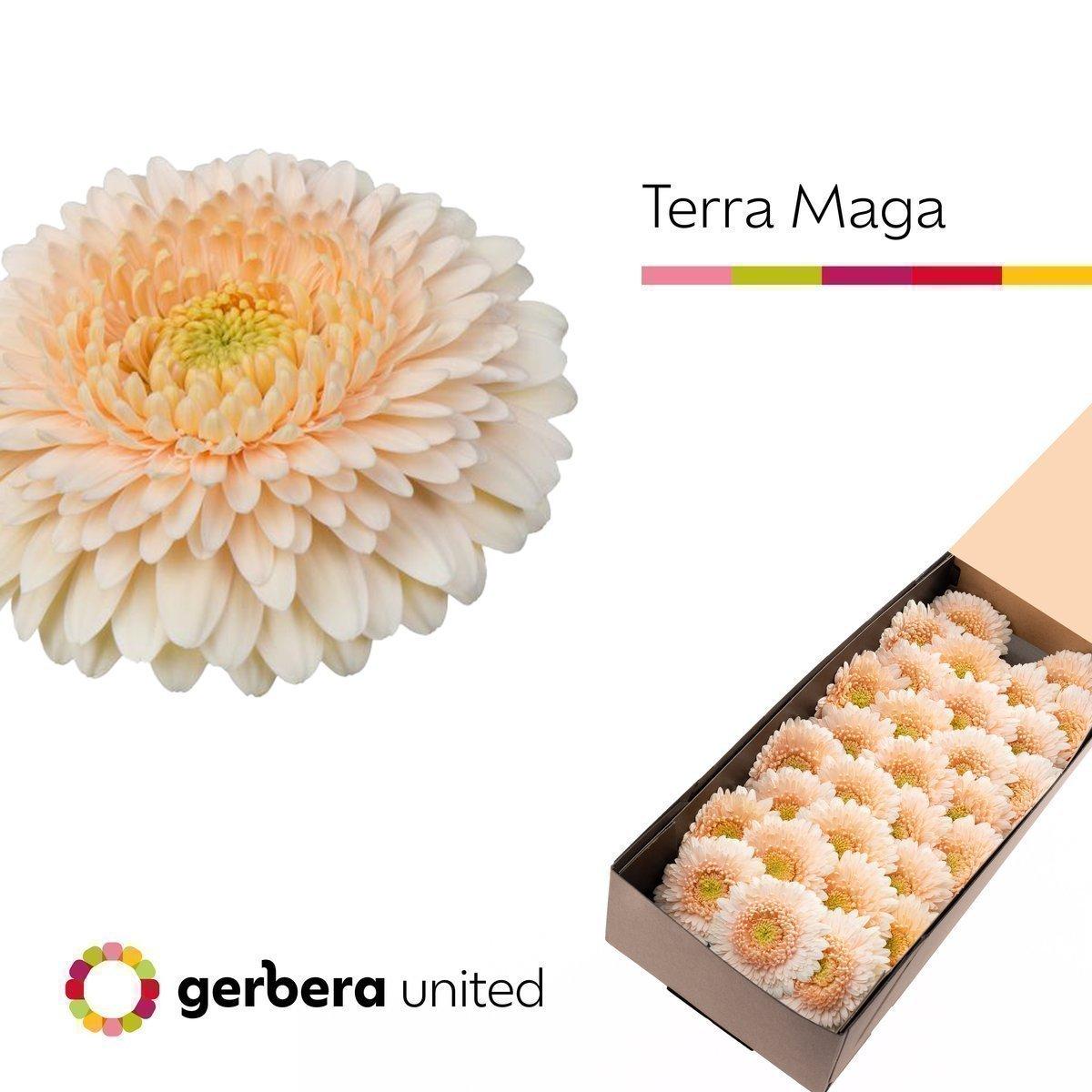 Срезанные цветы оптом Germini terra maga от 60шт из Голландии с доставкой по России