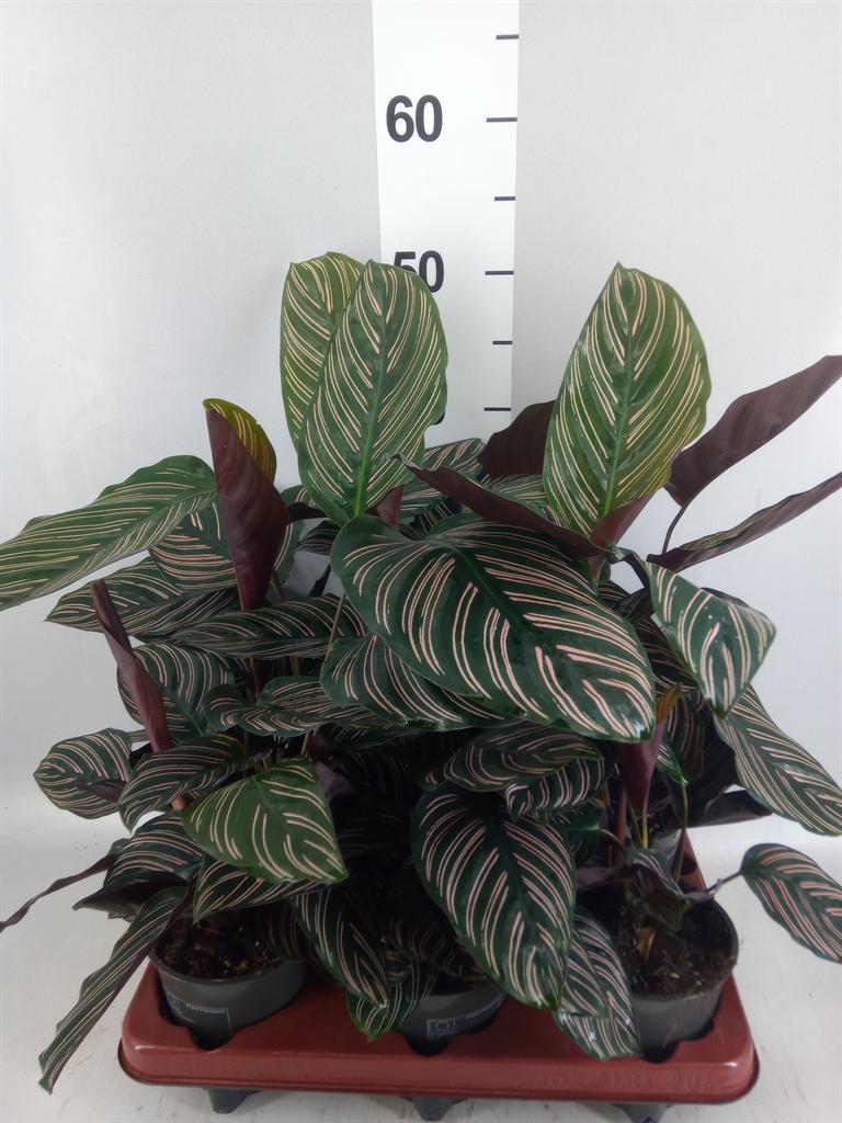 Горшечные цветы и растения оптом Calathea Sanderiana от 6шт из Голландии с доставкой по России