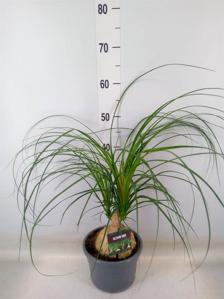 Горшечные цветы и растения оптом Nolina Recurvata   ... от 1шт из Голландии с доставкой по России