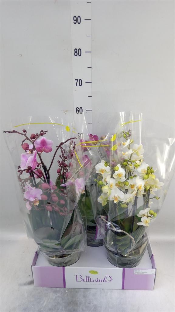 Горшечные цветы и растения оптом Phalaenopsis Multi.   ...mix  3 от 3шт из Голландии с доставкой по России