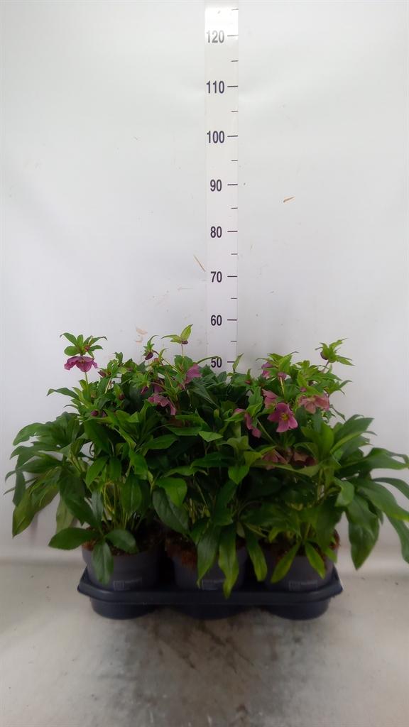 Горшечные цветы и растения оптом Helleborus Ori. от 3шт из Голландии с доставкой по России