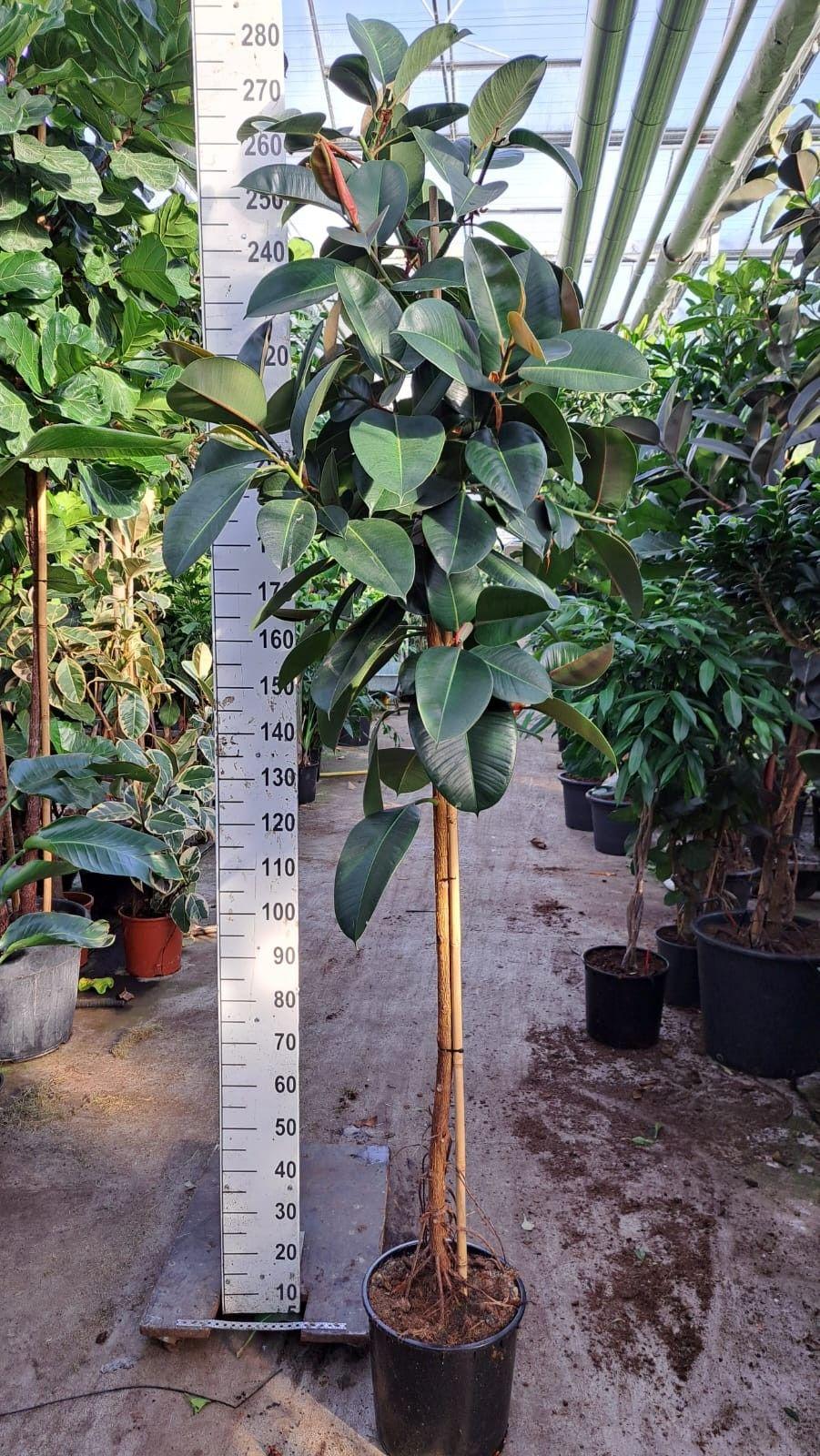 Горшечные цветы и растения оптом Ficus El Robusta On Stem от 1шт из Голландии с доставкой по России