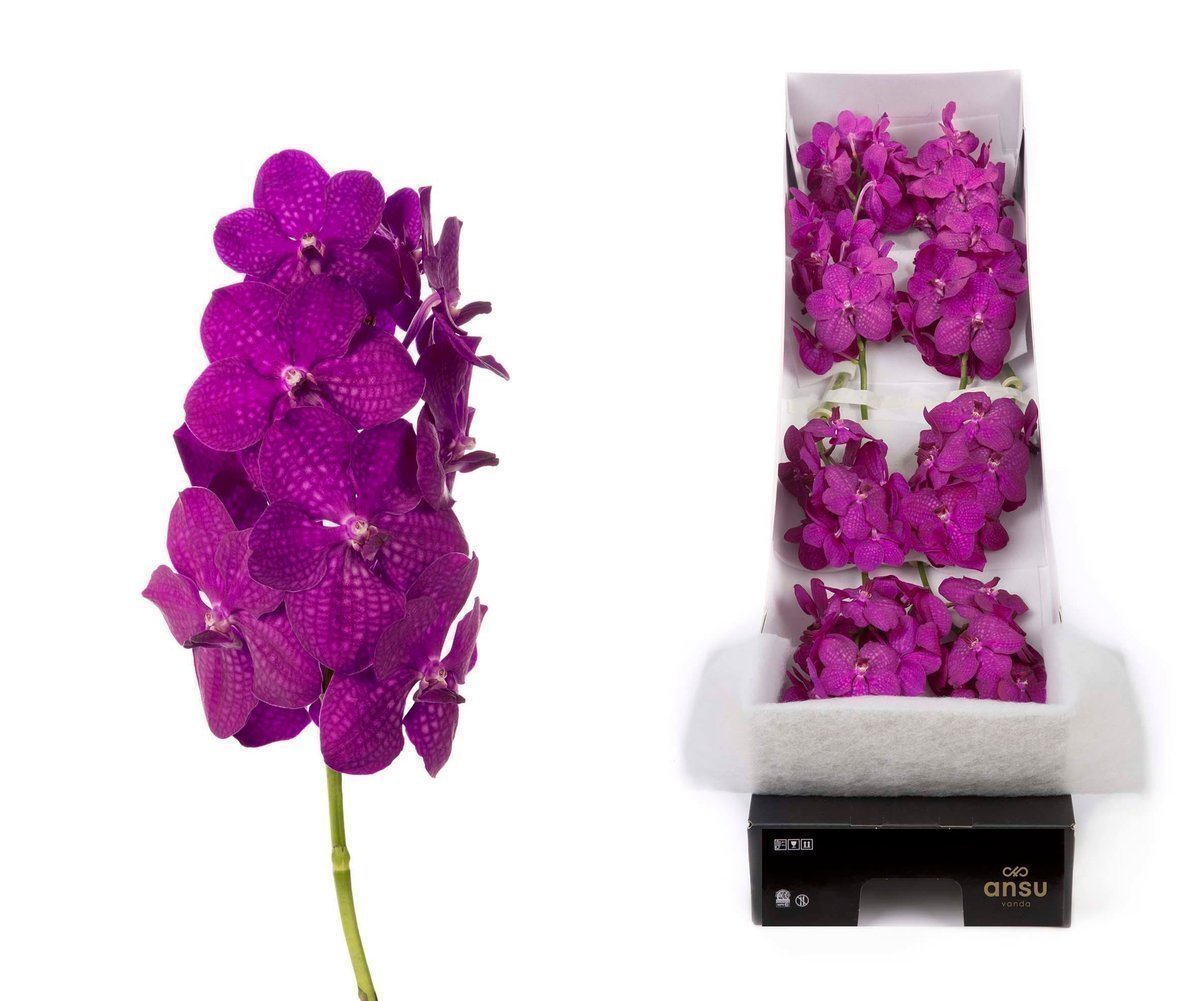 Срезанные цветы оптом Vanda nitaya raspberry cerise per stem от 20шт. из Голландии с доставкой по России