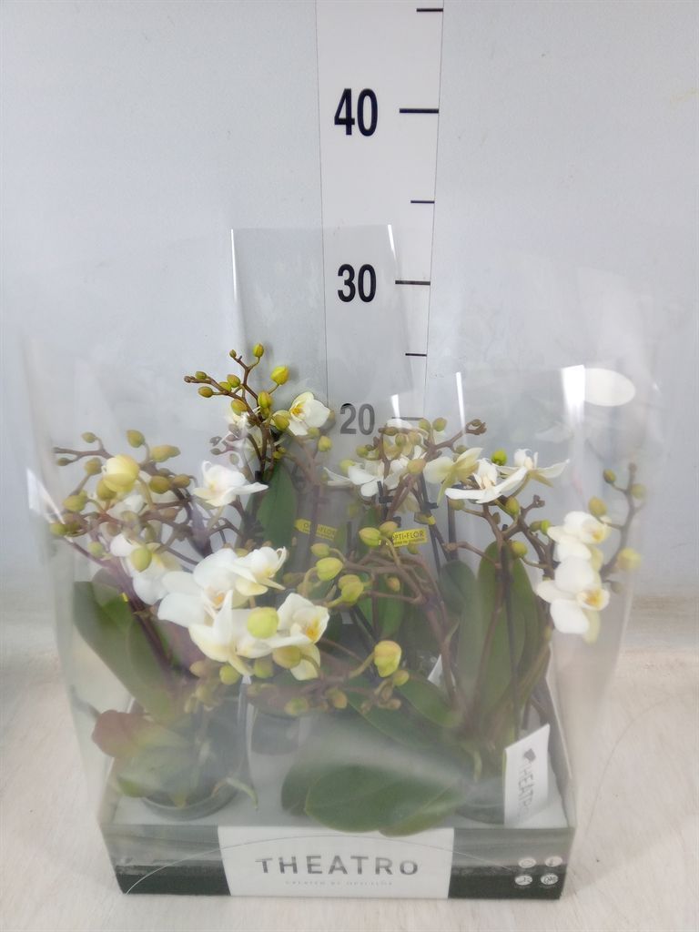 Горшечные цветы и растения оптом Phalaenopsis Multi.   ...white от 6шт (для телеги) из Голландии с доставкой по России