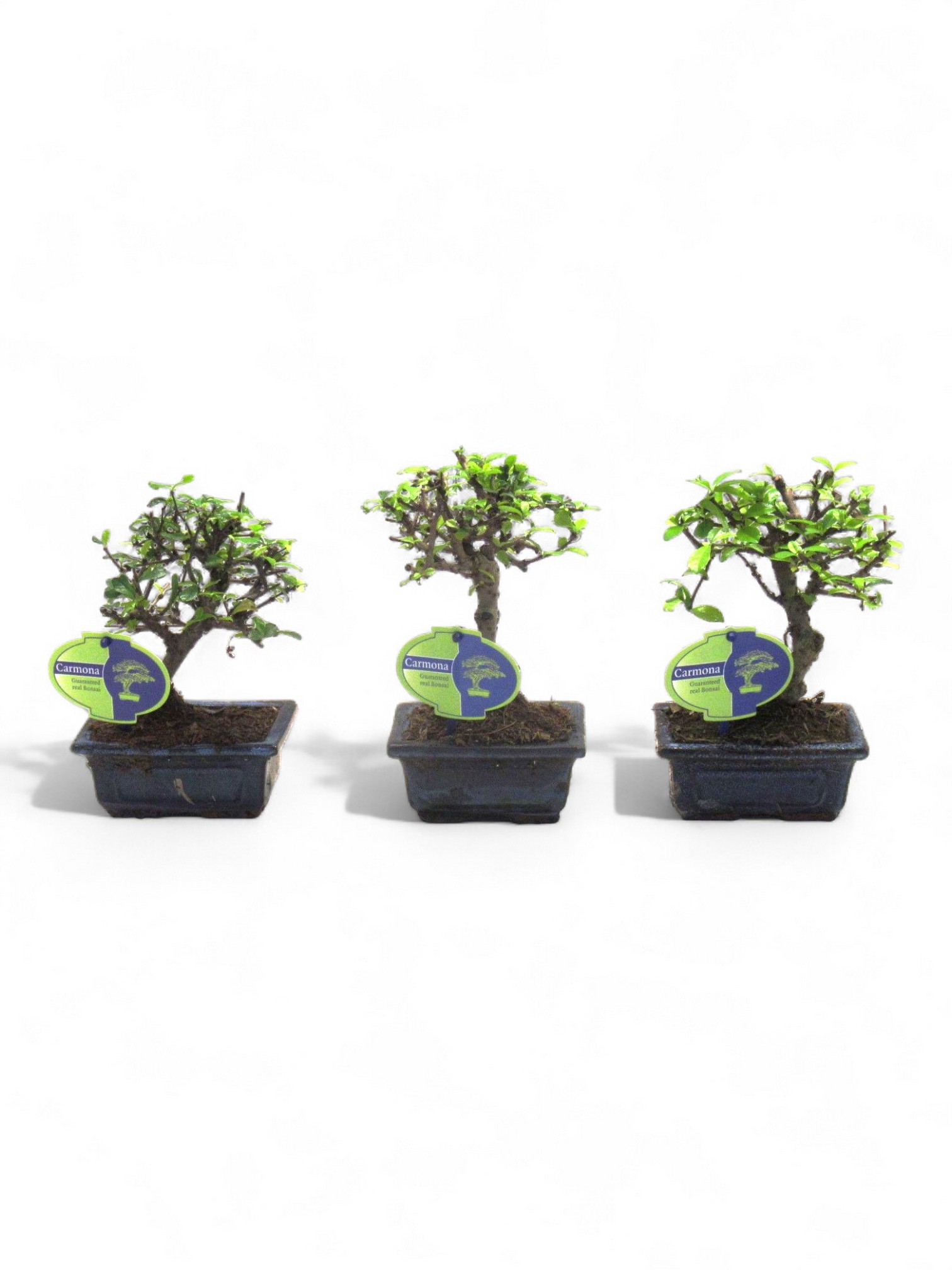 Горшечные цветы и растения оптом Bonsai Carmona Macrophylla, Without Drip от 14шт из Голландии с доставкой по России