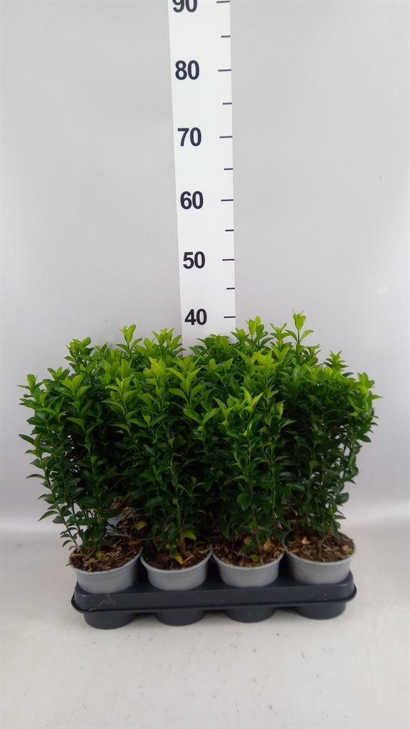 Горшечные цветы и растения оптом Euonymus Japon. green Spire от 11шт из Голландии с доставкой по России
