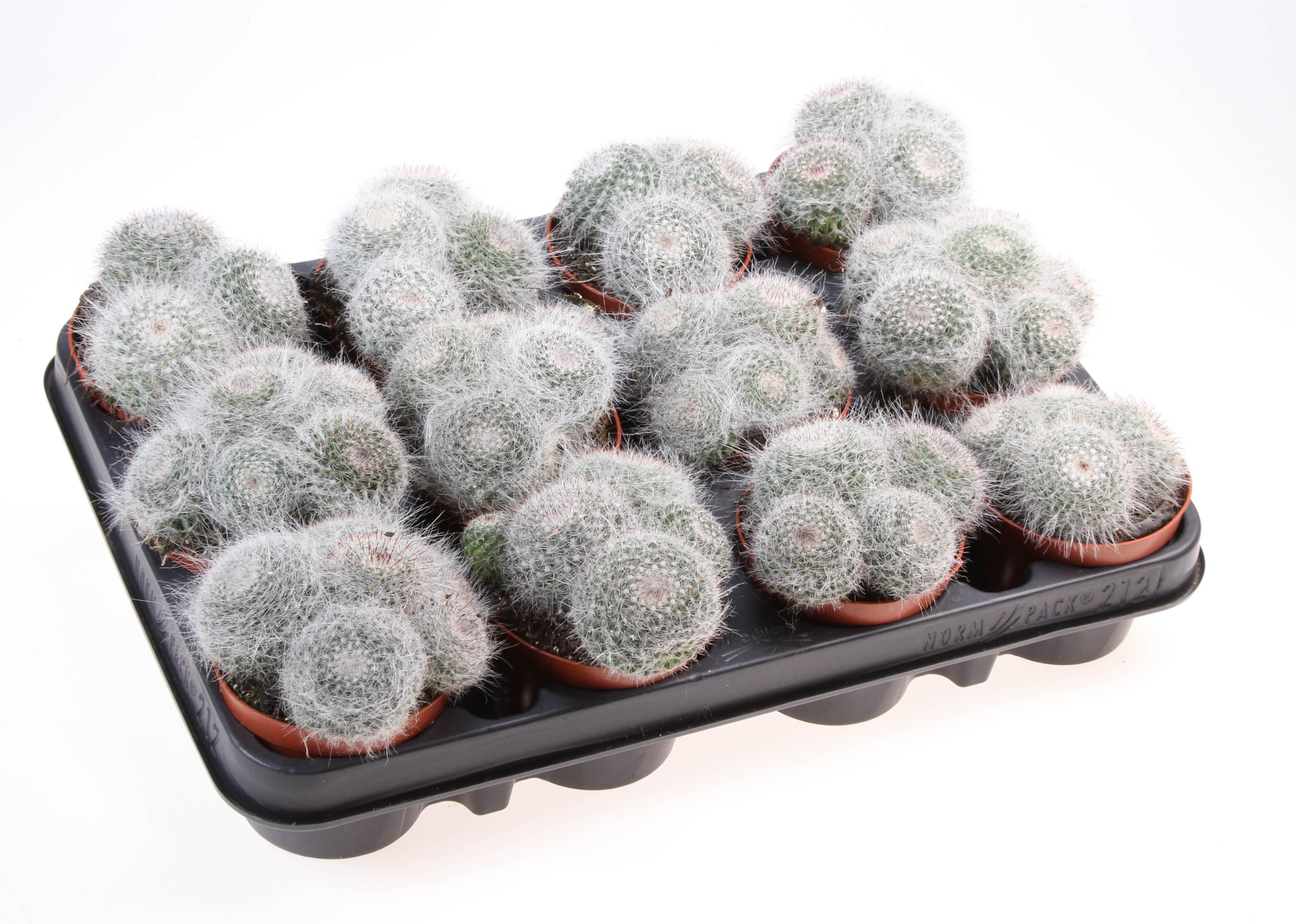 Горшечные цветы и растения оптом Mammillaria Hahniana от 12шт (для телеги) из Голландии с доставкой по России