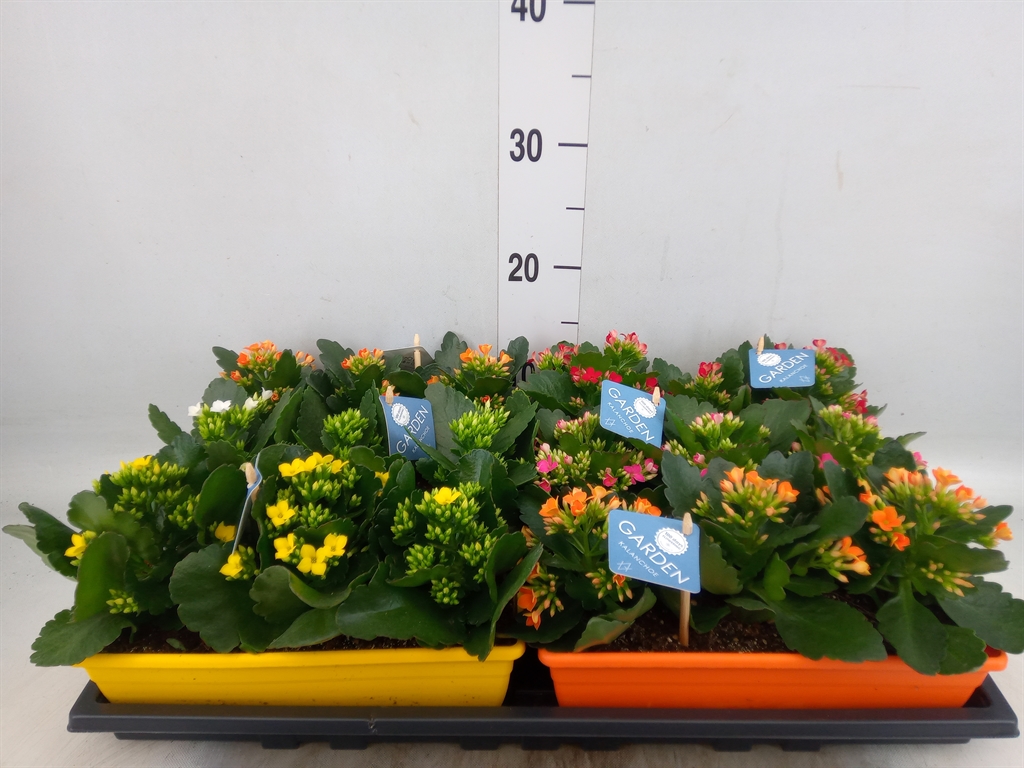 Горшечные цветы и растения оптом Kalanchoe Blos.   ..en Mix от 6шт из Голландии с доставкой по России