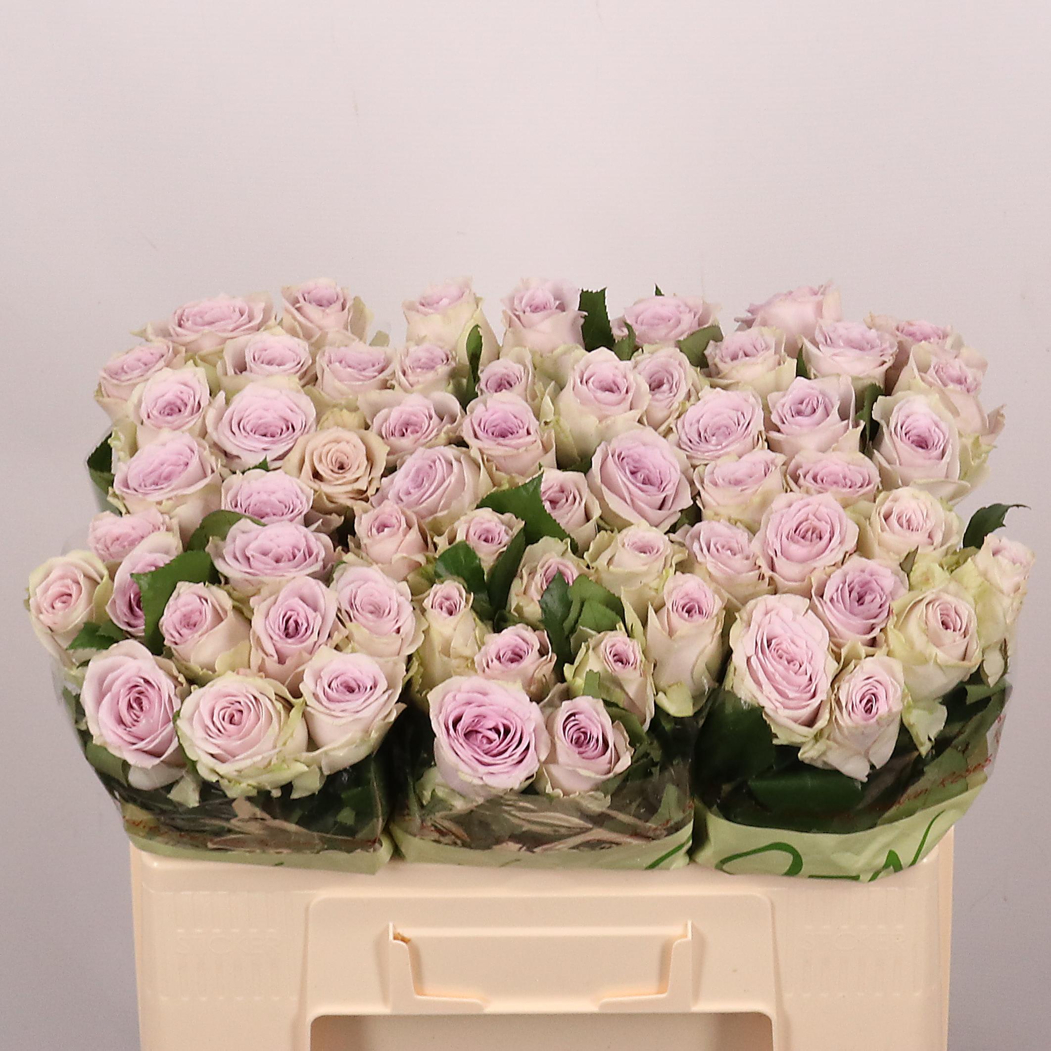 Срезанные цветы оптом Rosa large ayden! от 60шт из Голландии с доставкой по России