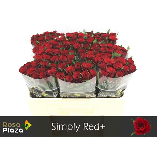 Срезанные цветы оптом Rosa large simply red от 100шт из Голландии с доставкой по России