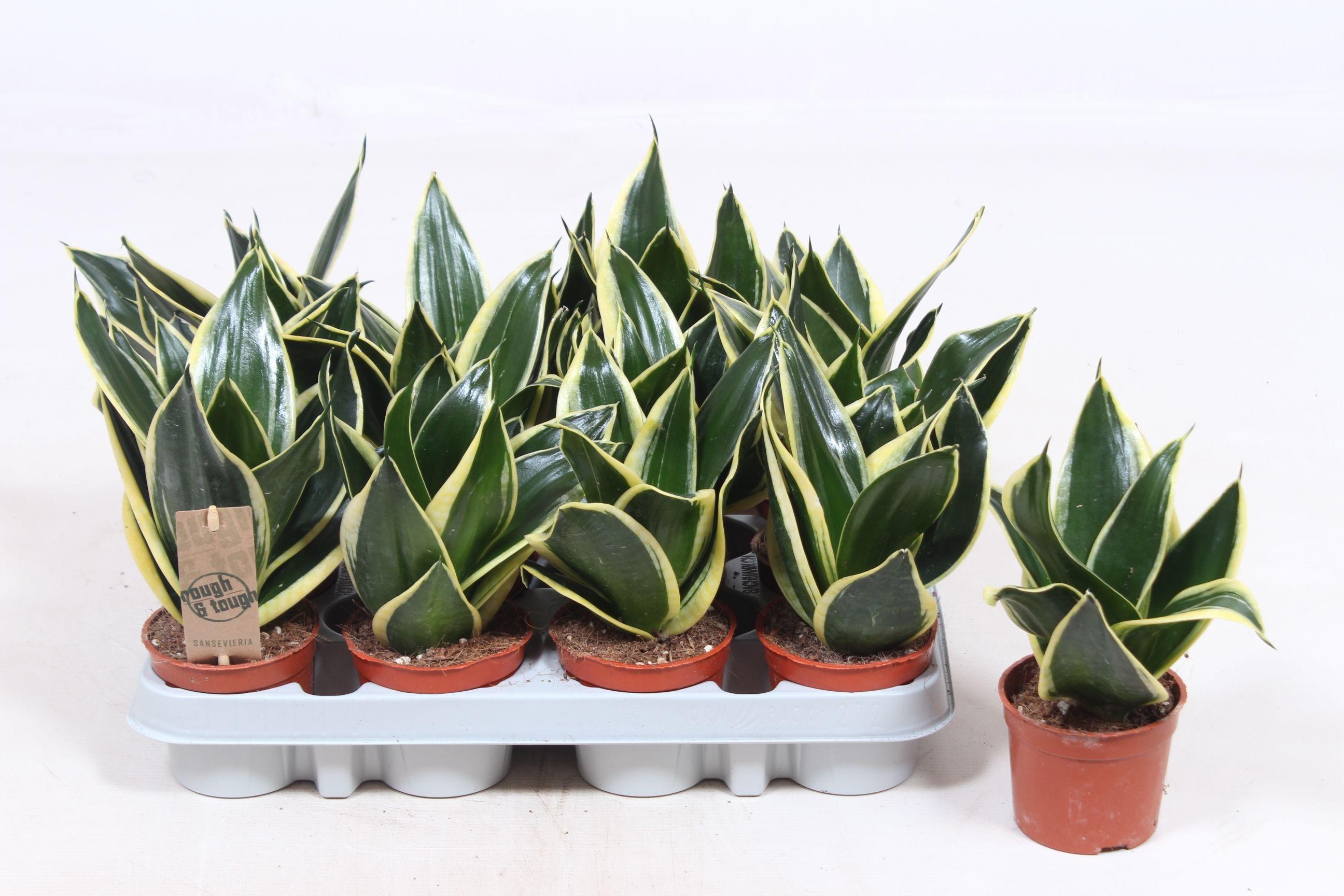 Горшечные цветы и растения оптом Sansevieria Golden Hahnii Black от 12шт (для телеги) из Голландии с доставкой по России