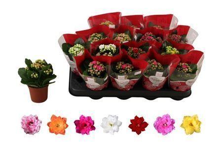 Горшечные цветы и растения оптом Kal Ros Mix от 16шт (для телеги) из Голландии с доставкой по России