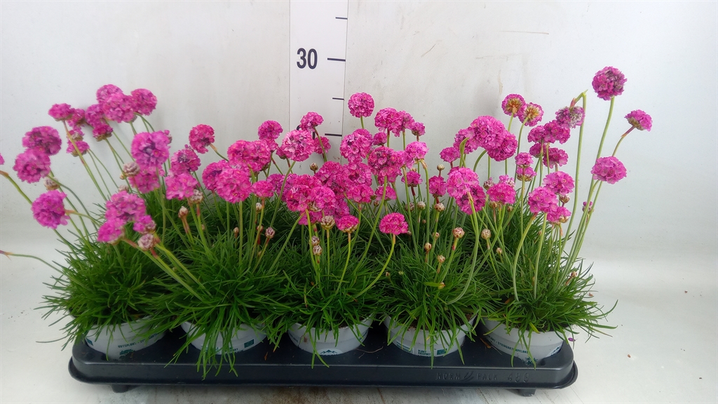 Горшечные цветы и растения оптом Armeria Maritima от 10шт из Голландии с доставкой по России