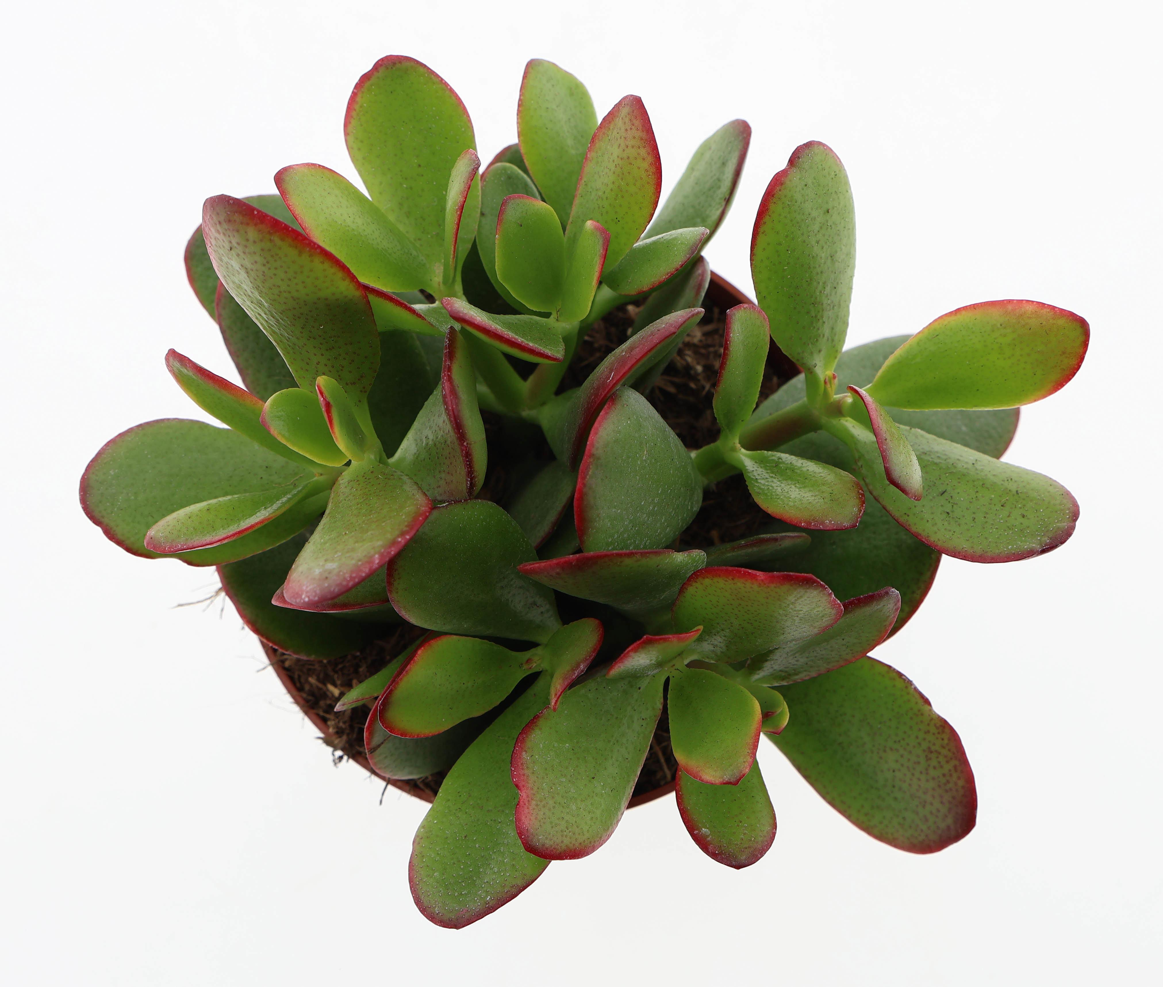 Горшечные цветы и растения оптом Crassula Ovata Sunset от 8шт из Голландии с доставкой по России