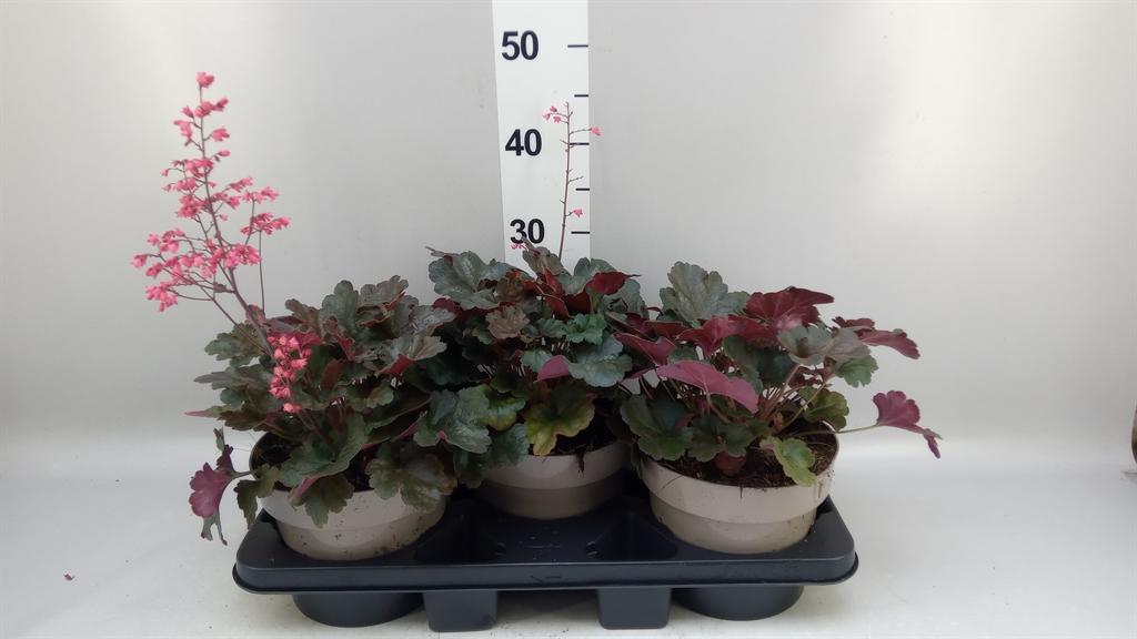 Горшечные цветы и растения оптом Heuchera indian Summer ...mix A от 3шт из Голландии с доставкой по России