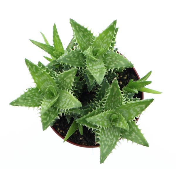 Горшечные цветы и растения оптом Aloe Squarosa от 6шт из Голландии с доставкой по России