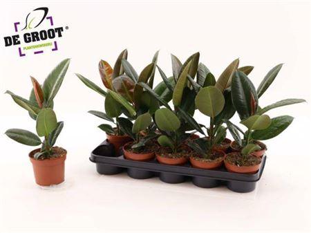 Горшечные цветы и растения оптом Ficus El Robusta от 10шт из Голландии с доставкой по России