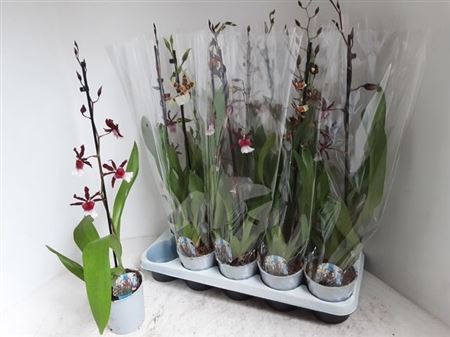 Горшечные цветы и растения оптом ** Cambria Grp Gem 1 Branche * Spring Deal * от 10шт из Голландии с доставкой по России